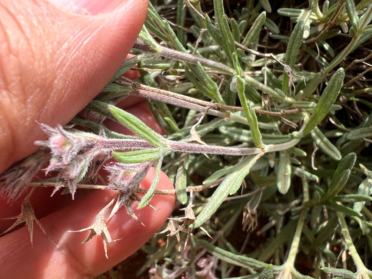 Teucrium multicaule