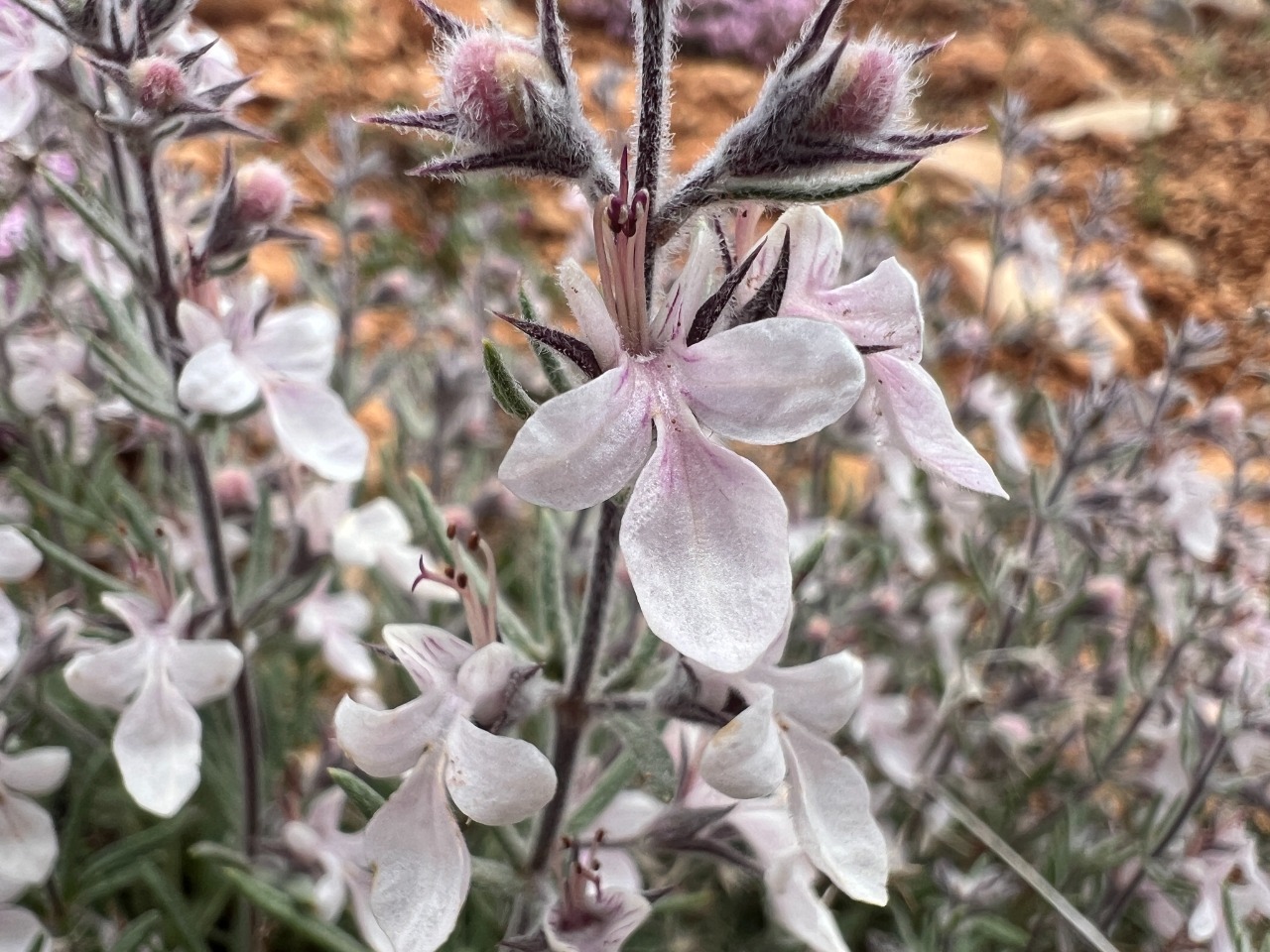 Teucrium multicaule