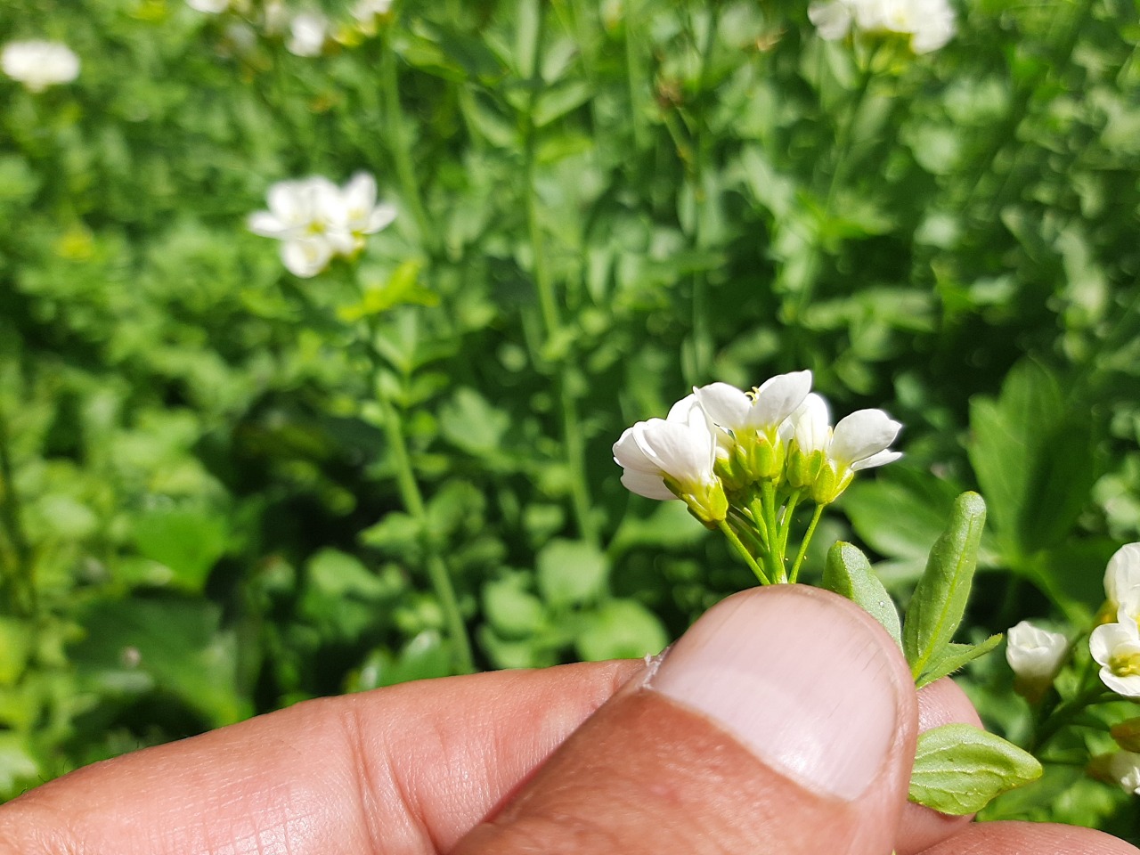 Cardamine uliginosa