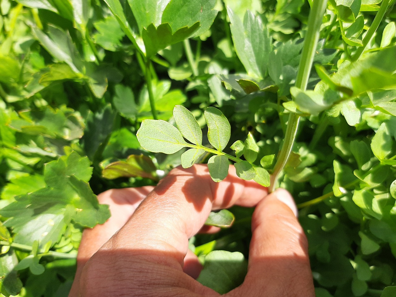 Cardamine uliginosa