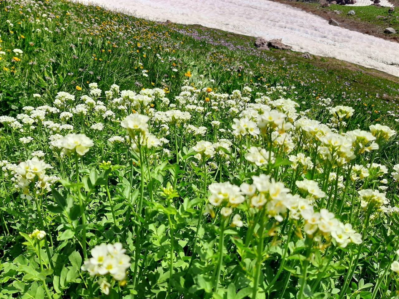 Cardamine uliginosa