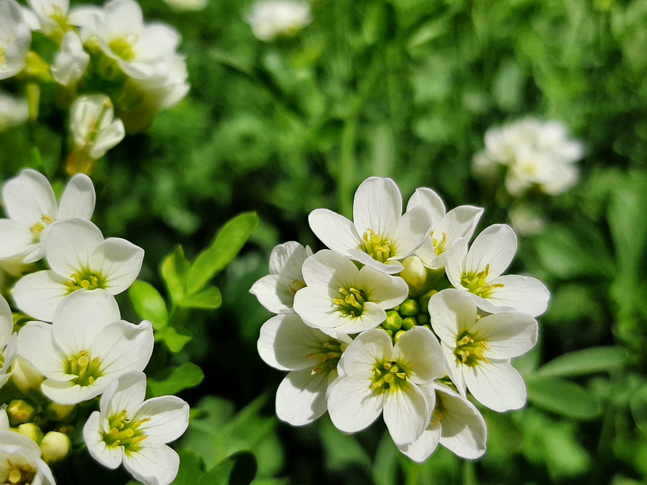 Cardamine uliginosa