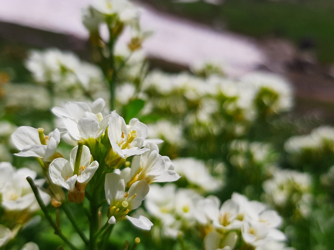 Cardamine uliginosa