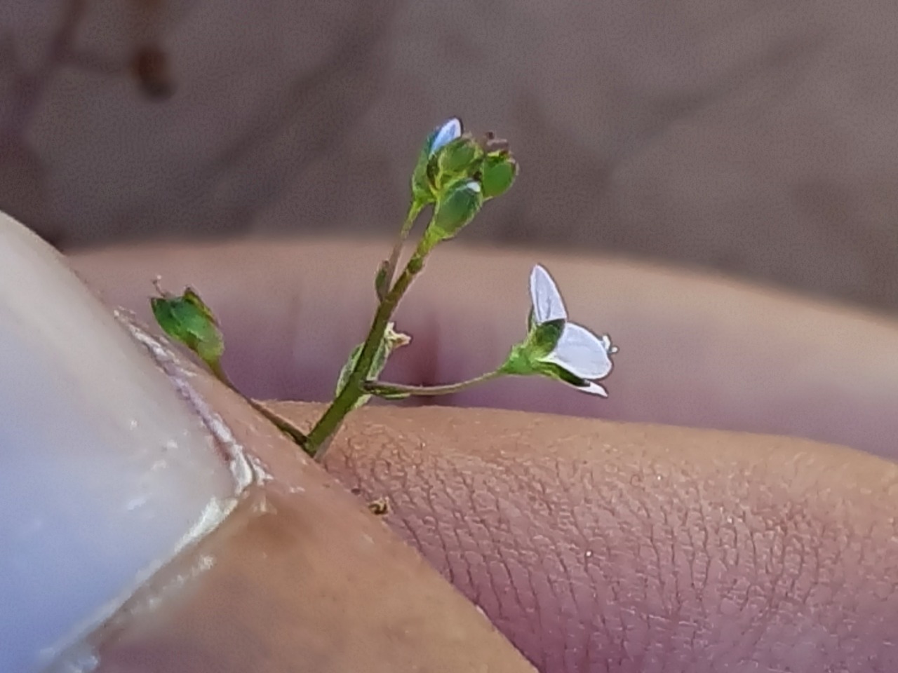 Veronica anagallis-aquatica subsp. lysimachioides