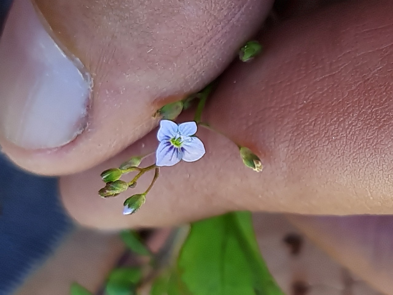 Veronica anagallis-aquatica subsp. lysimachioides