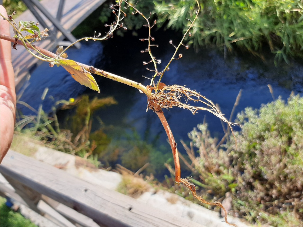 Veronica anagallis-aquatica subsp. lysimachioides