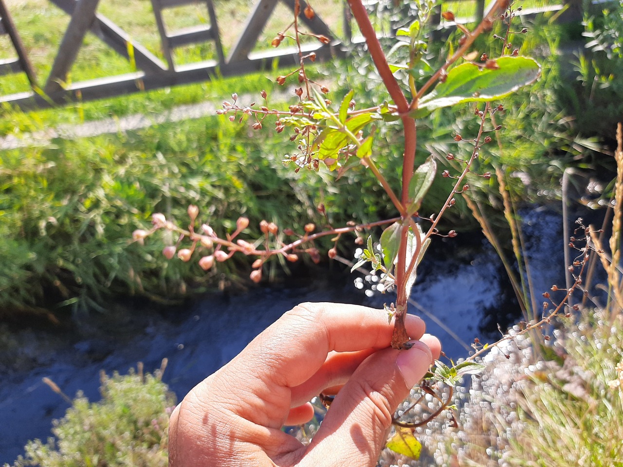 Veronica anagallis-aquatica subsp. lysimachioides