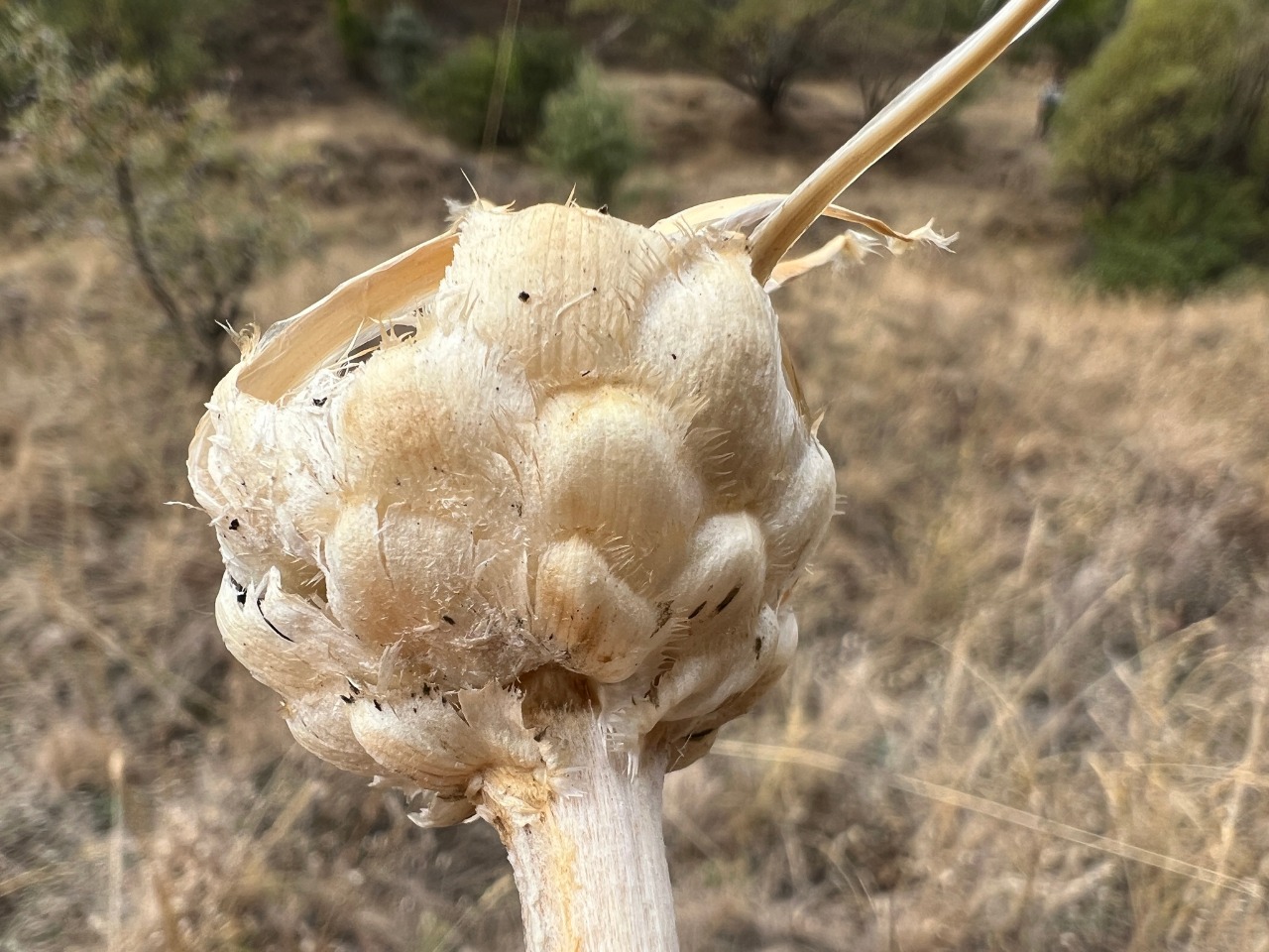 Centaurea fenzlii