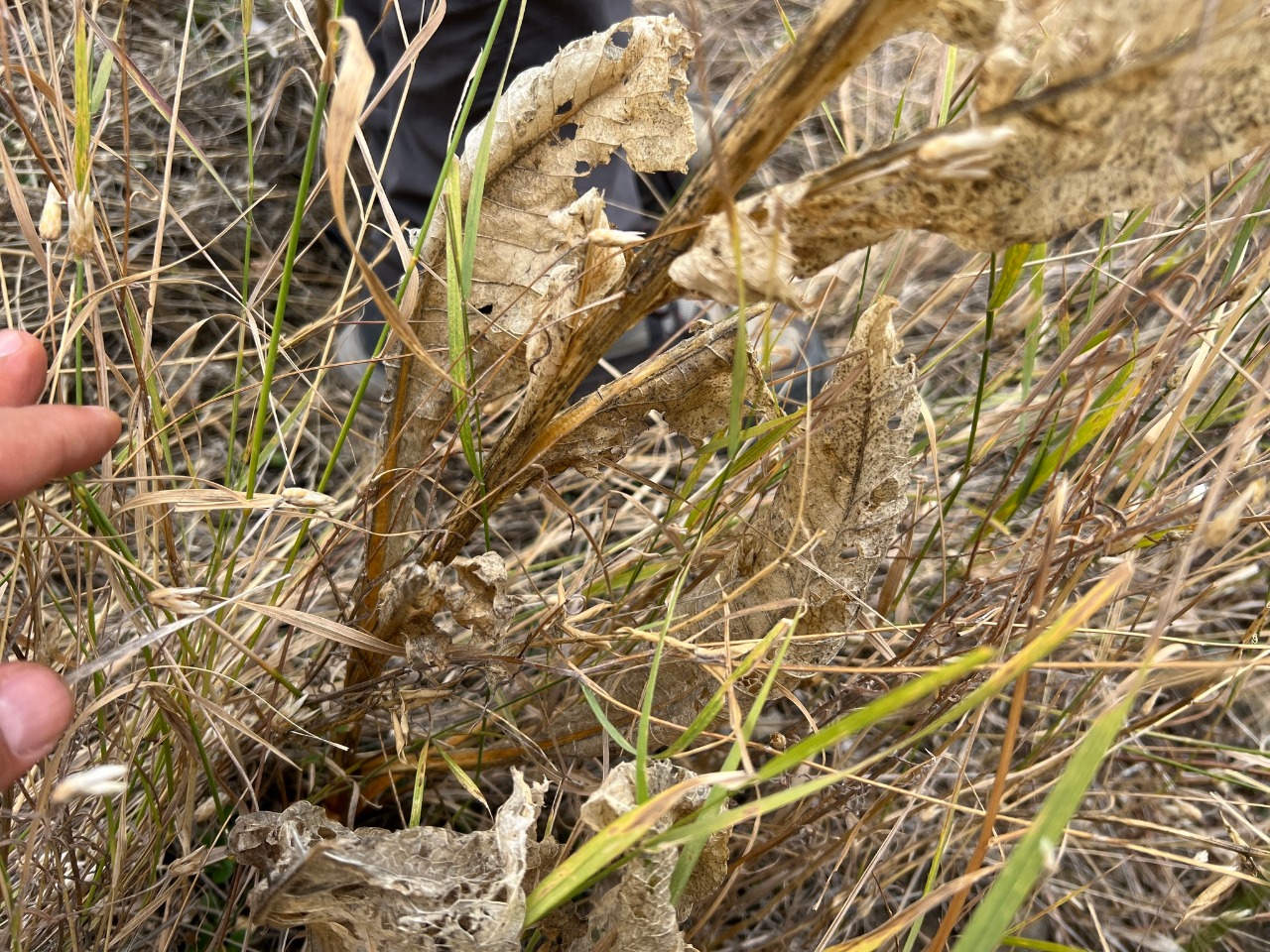 Centaurea fenzlii