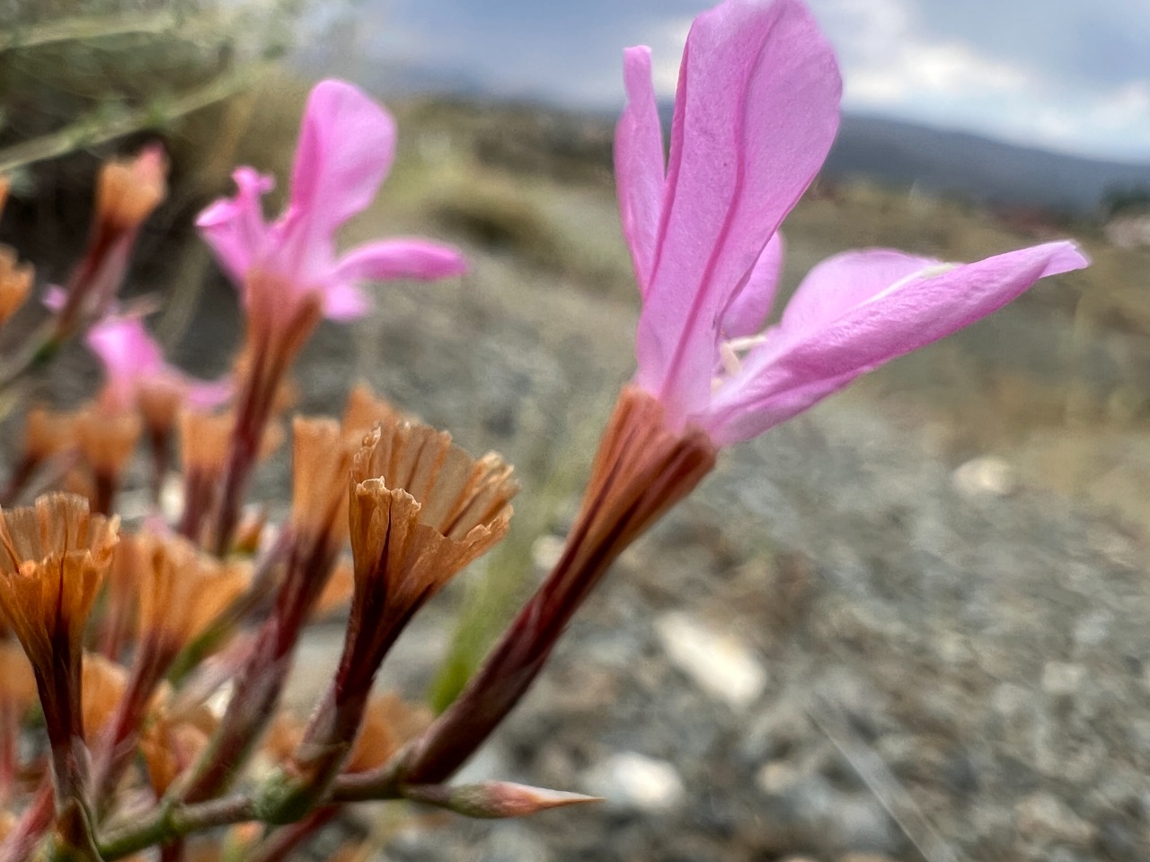 Acantholimon venustum