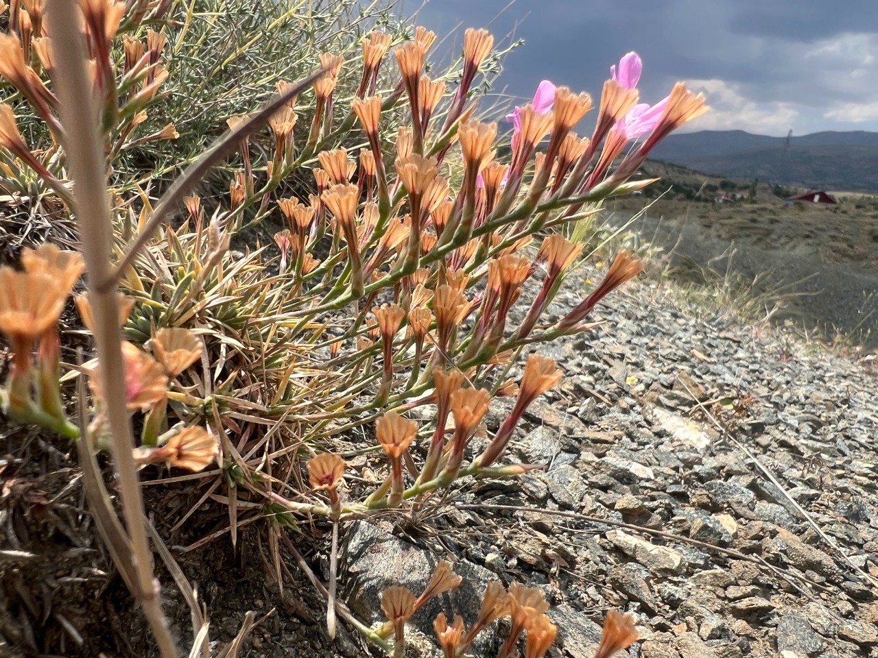 Acantholimon venustum