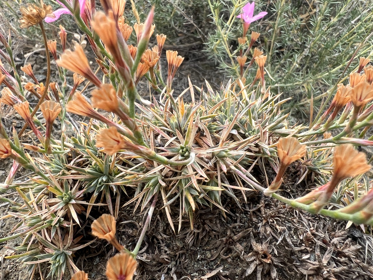 Acantholimon venustum