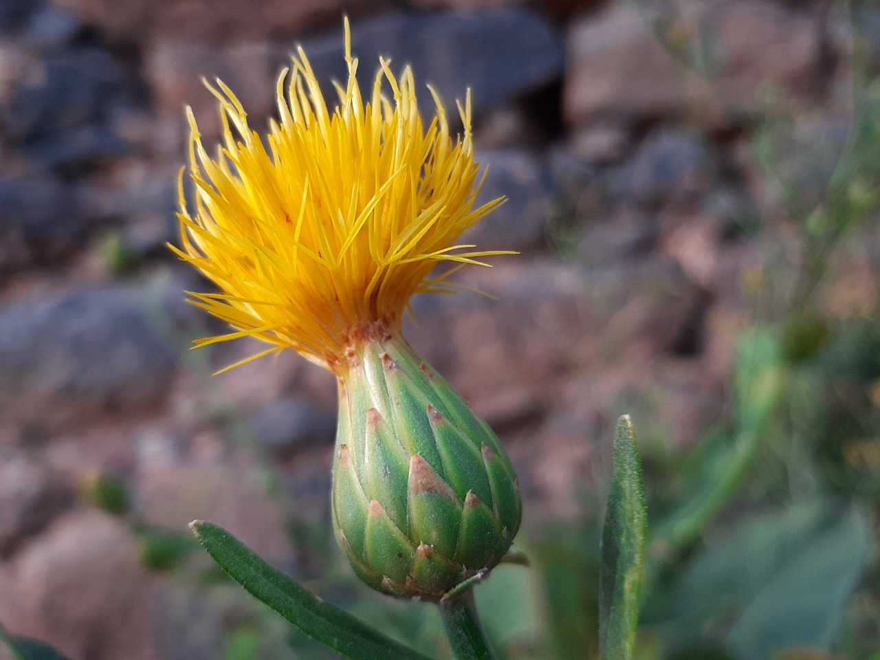 Centaurea behen