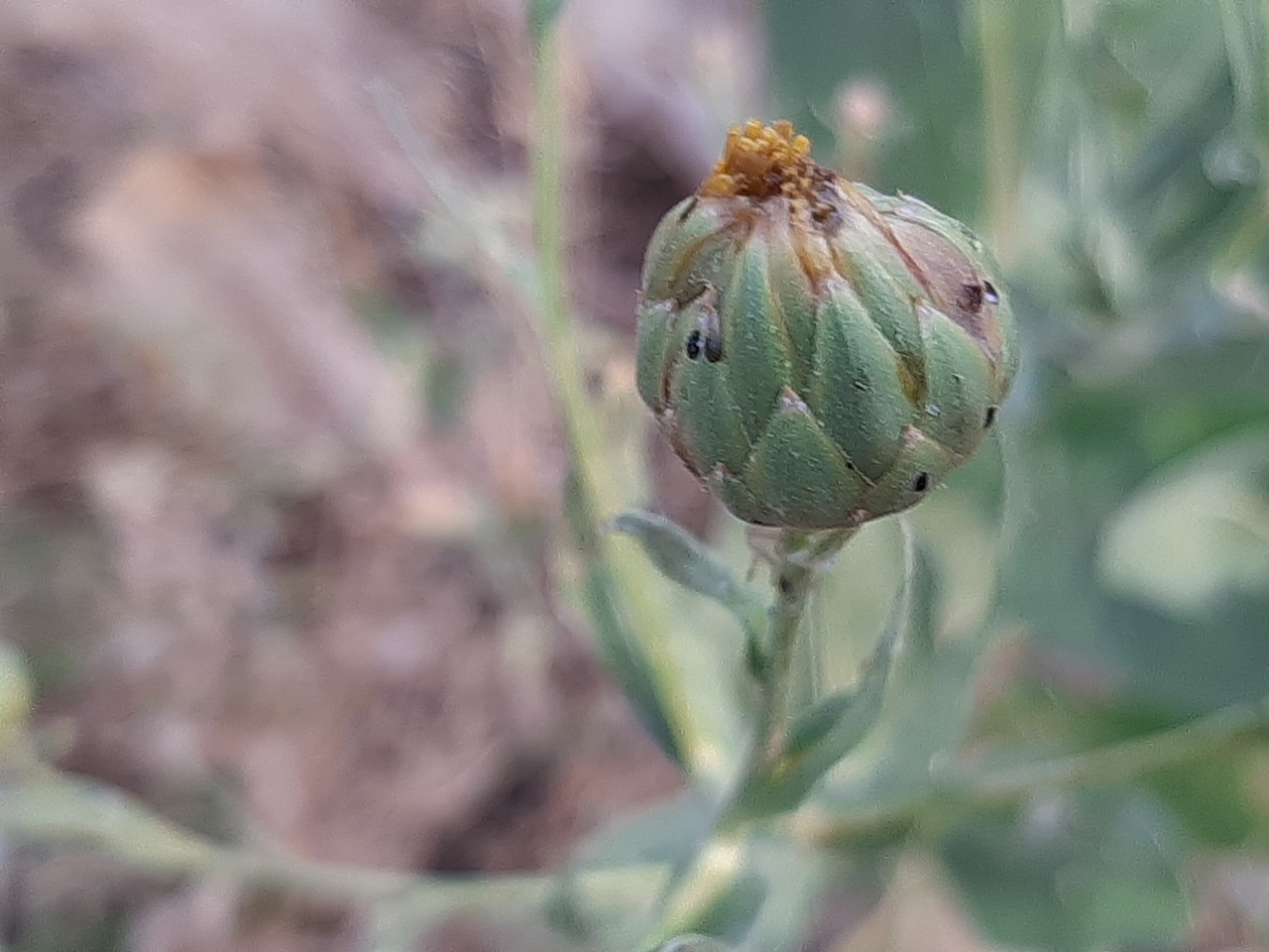 Centaurea behen