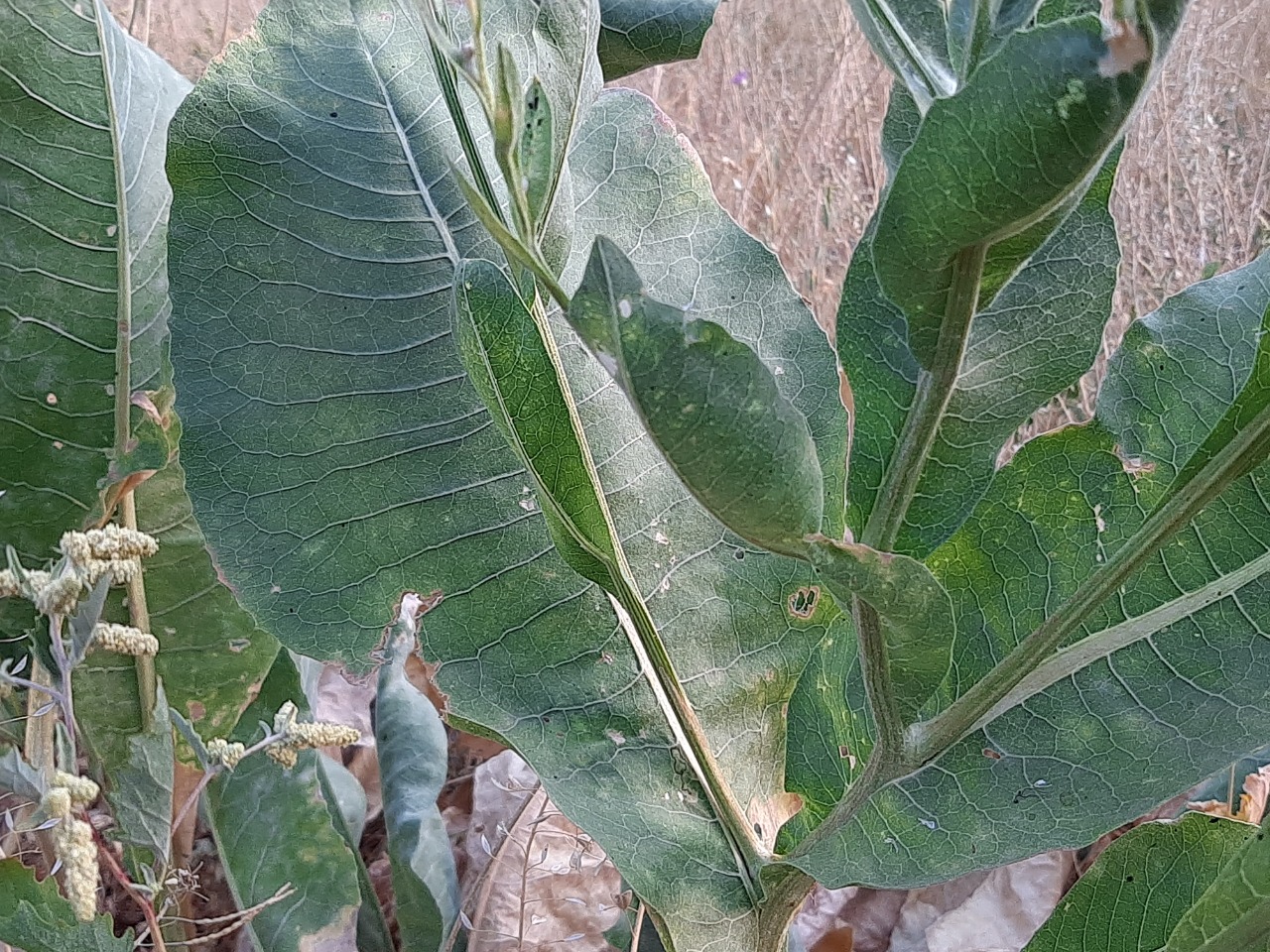 Centaurea behen