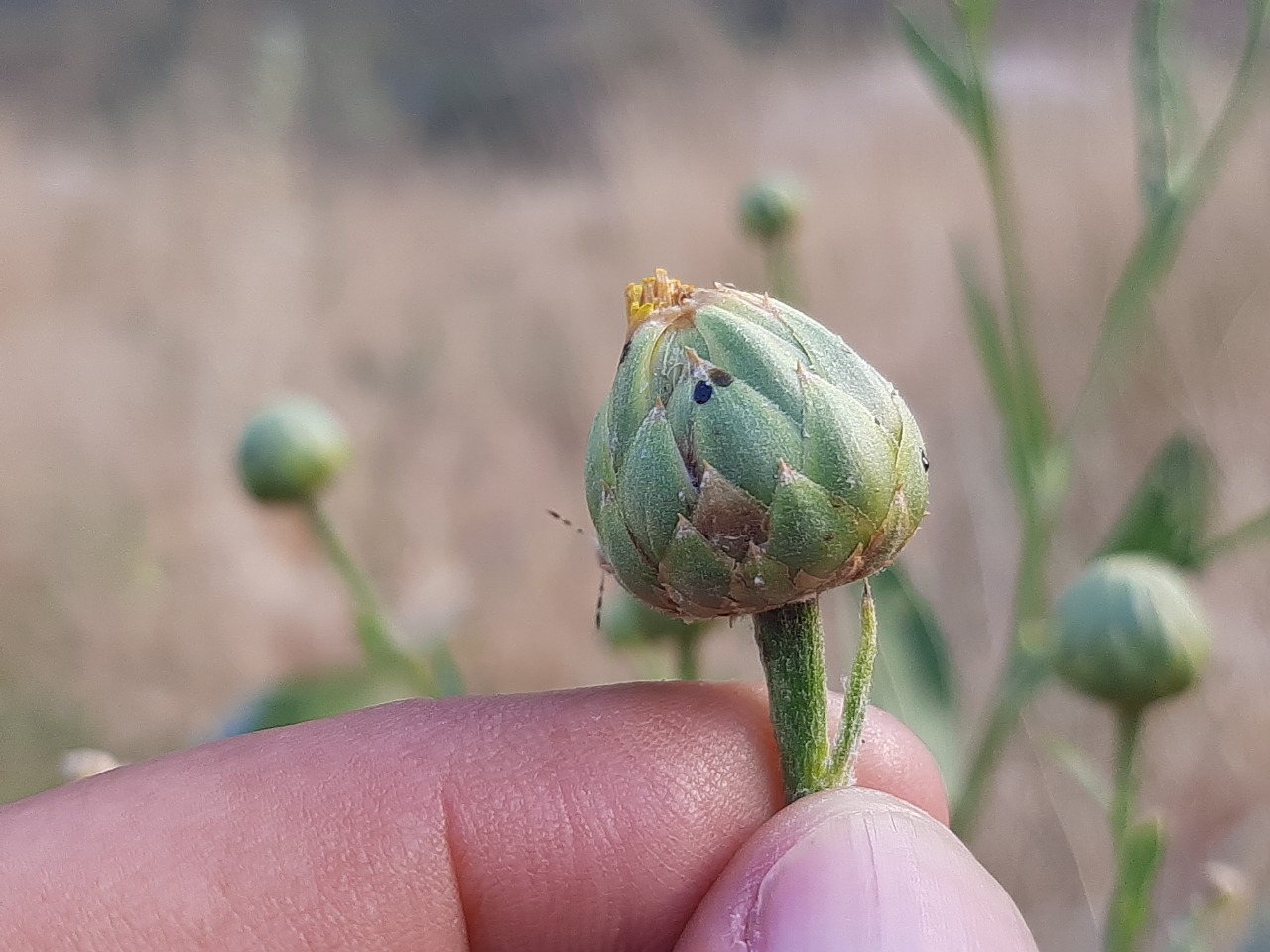 Centaurea behen