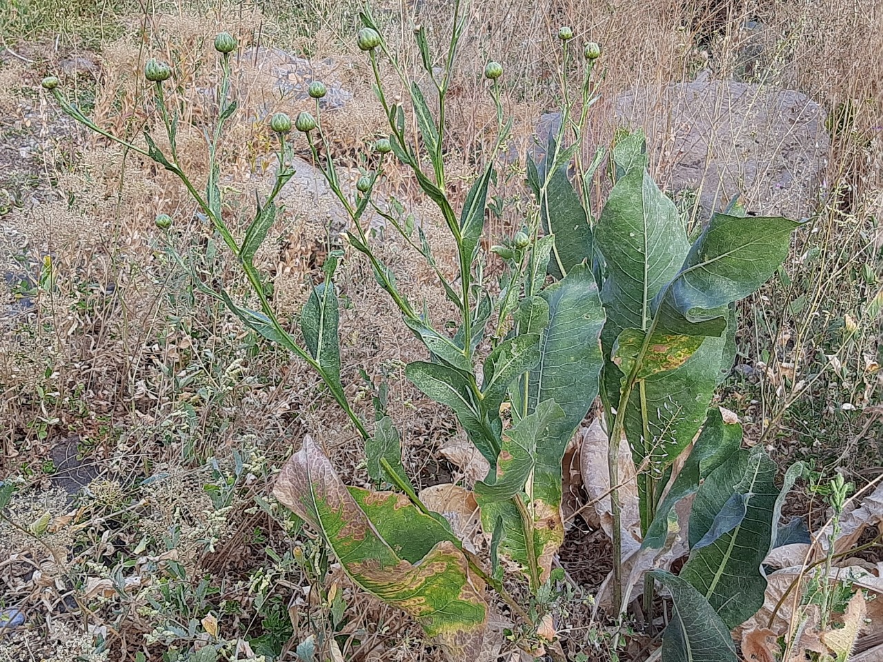 Centaurea behen