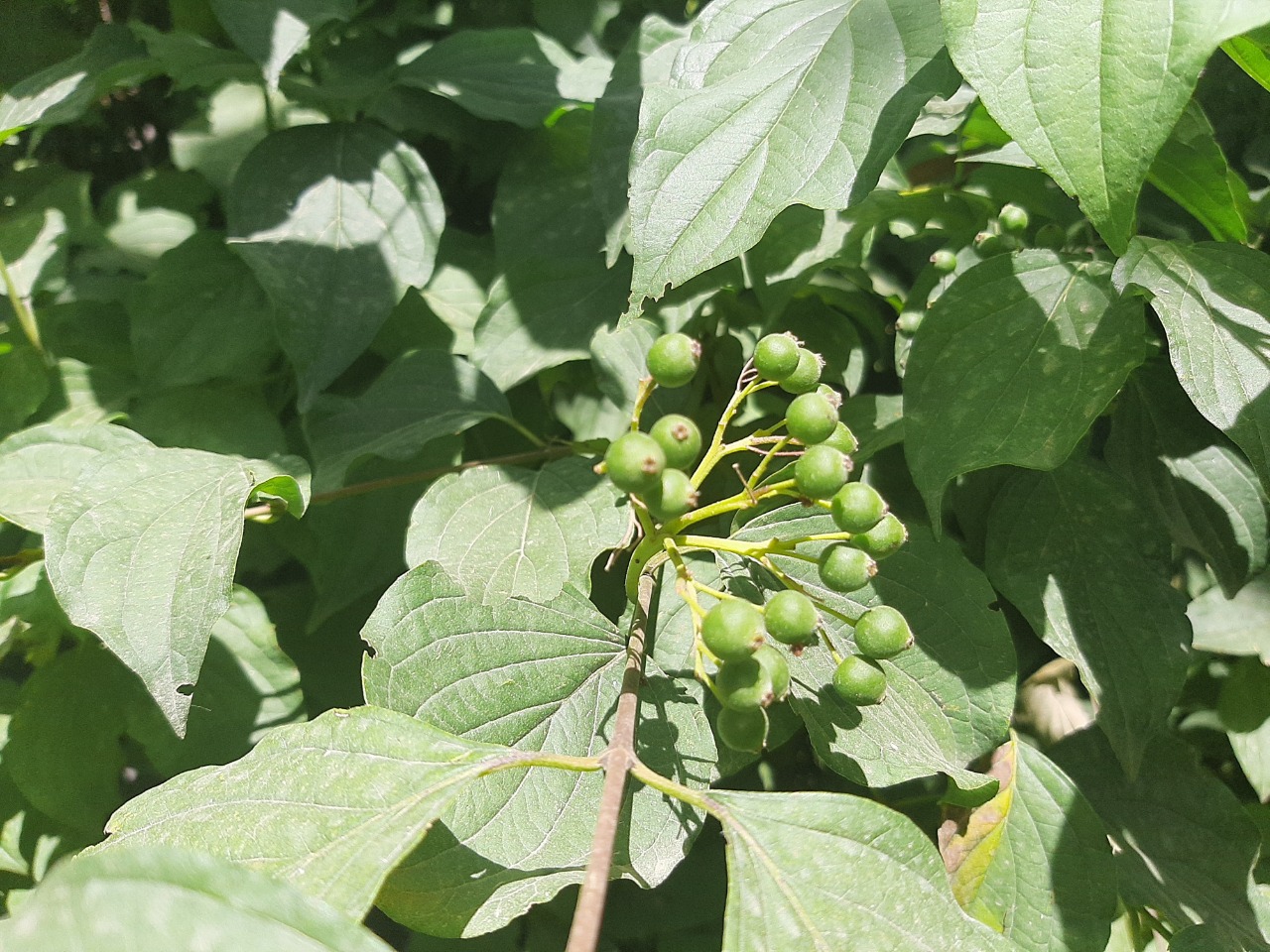 Cornus sanguinea subsp. australis