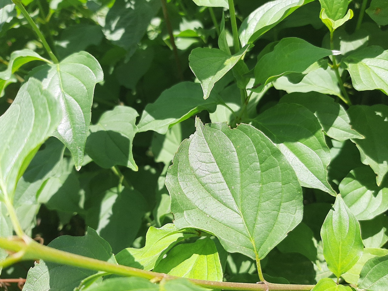 Cornus sanguinea subsp. australis