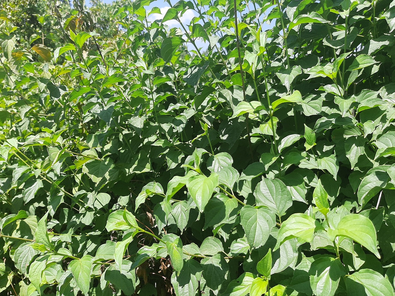 Cornus sanguinea subsp. australis