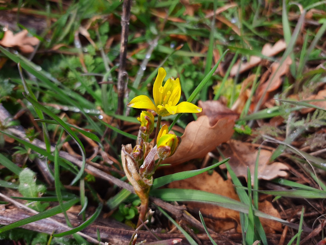 Gagea villosa
