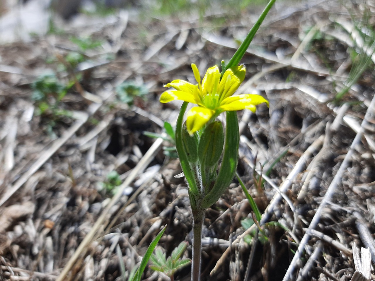 Gagea villosa