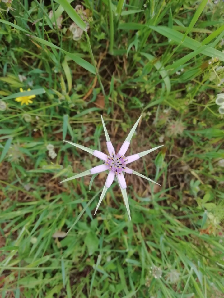 Geropogon hybridus