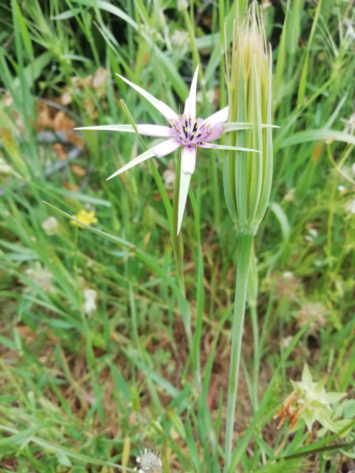 Geropogon hybridus