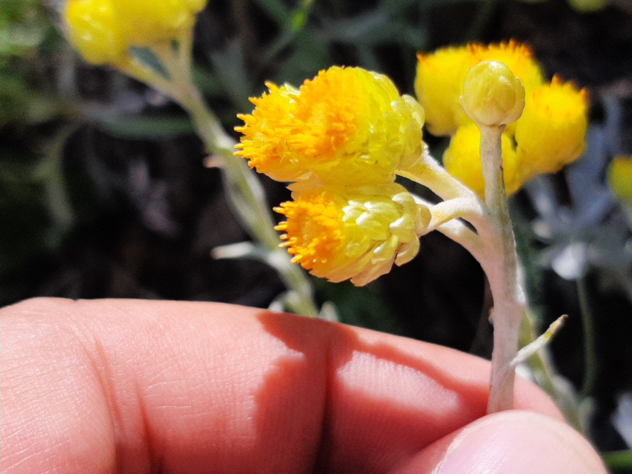 Helichrysum chionophilum