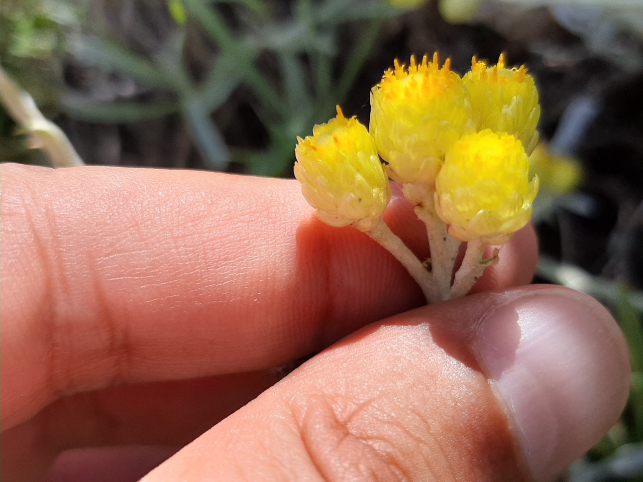 Helichrysum chionophilum