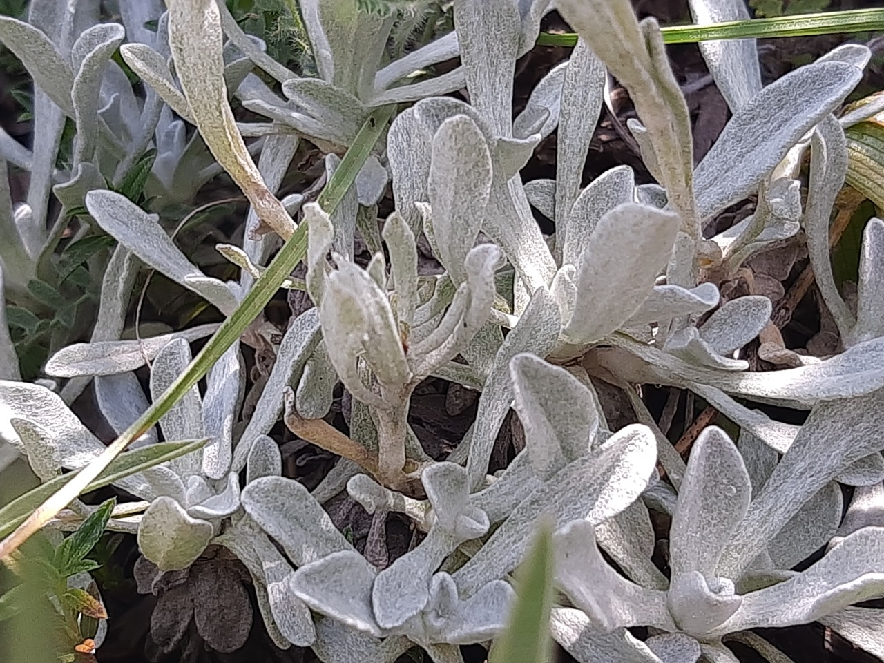 Helichrysum chionophilum