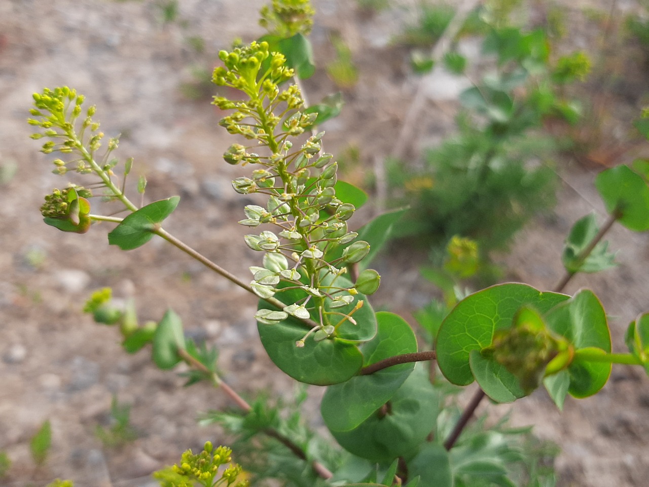 Lepidium perfoliatum