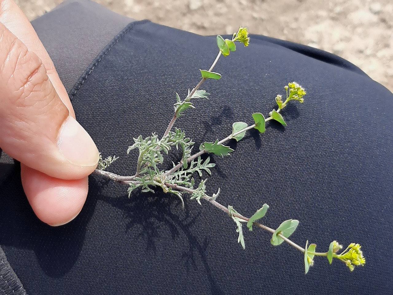 Lepidium perfoliatum