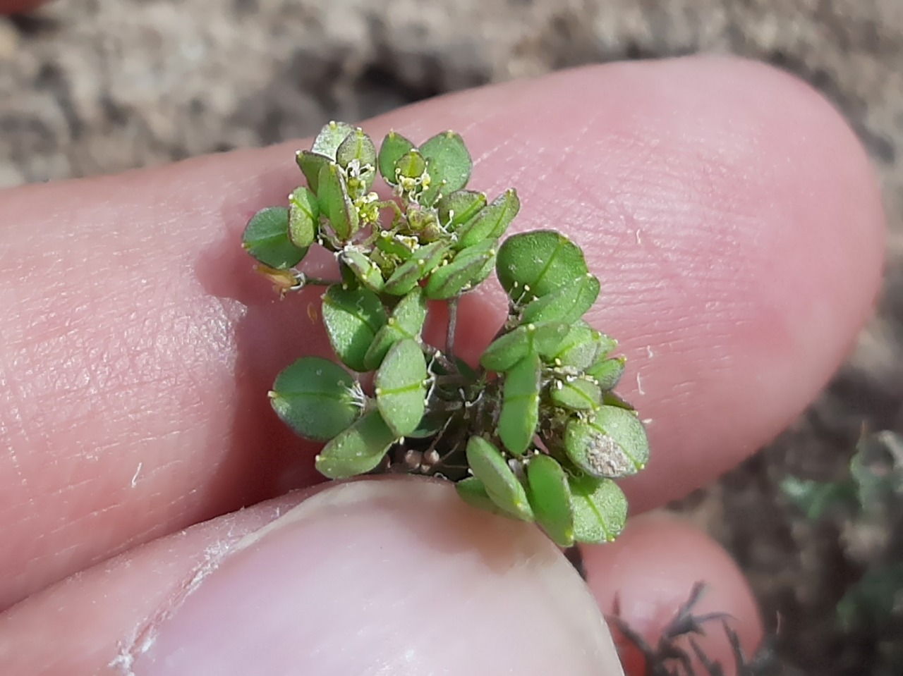 Lepidium perfoliatum