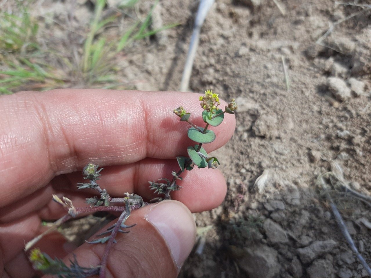 Lepidium perfoliatum