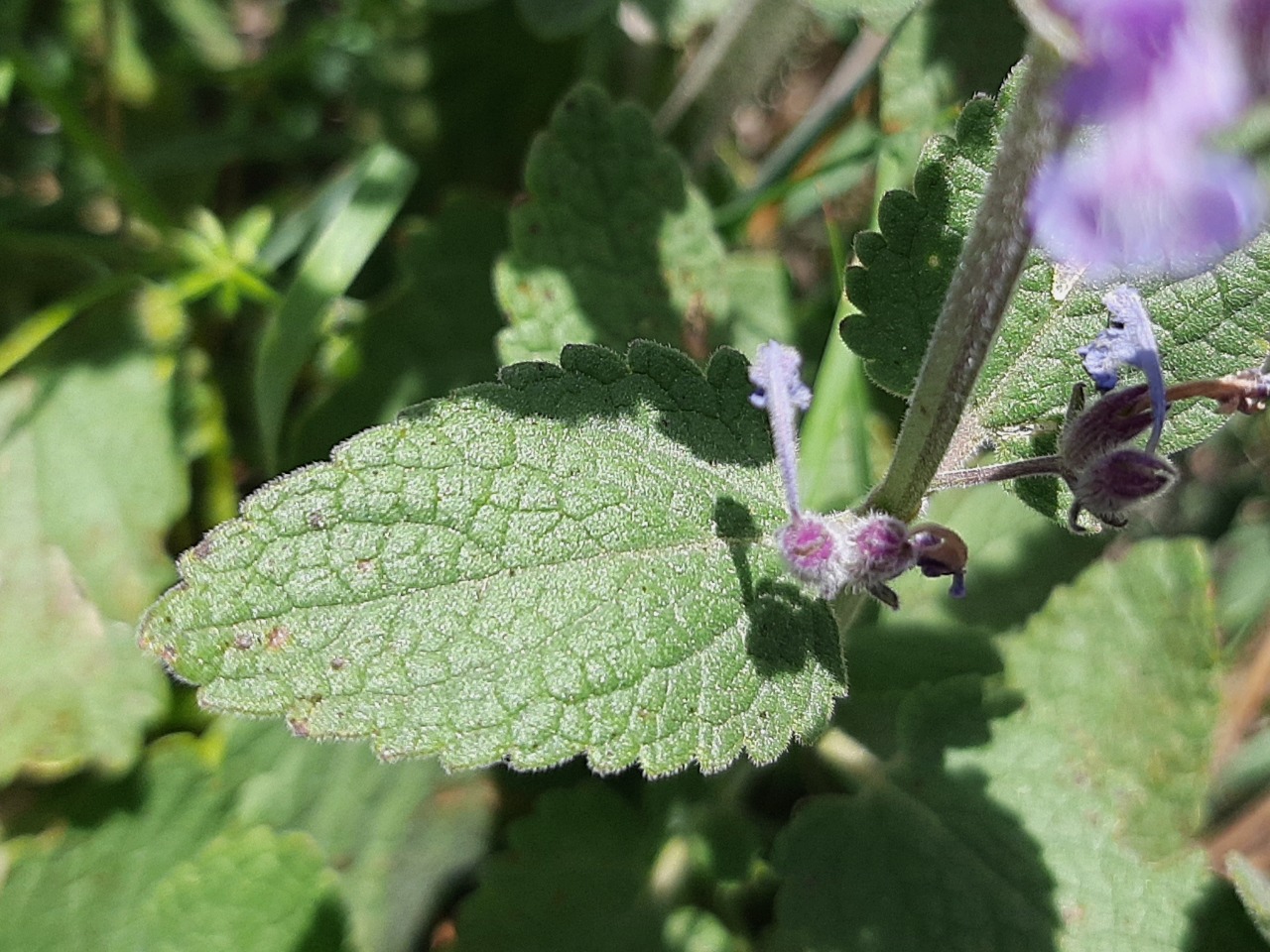 Nepeta racemosa