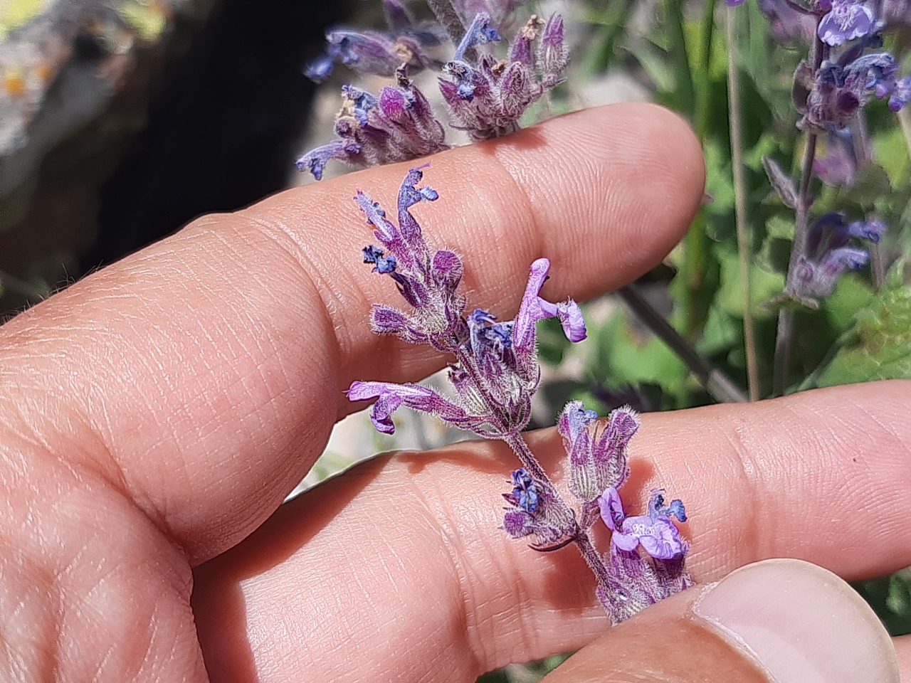 Nepeta racemosa