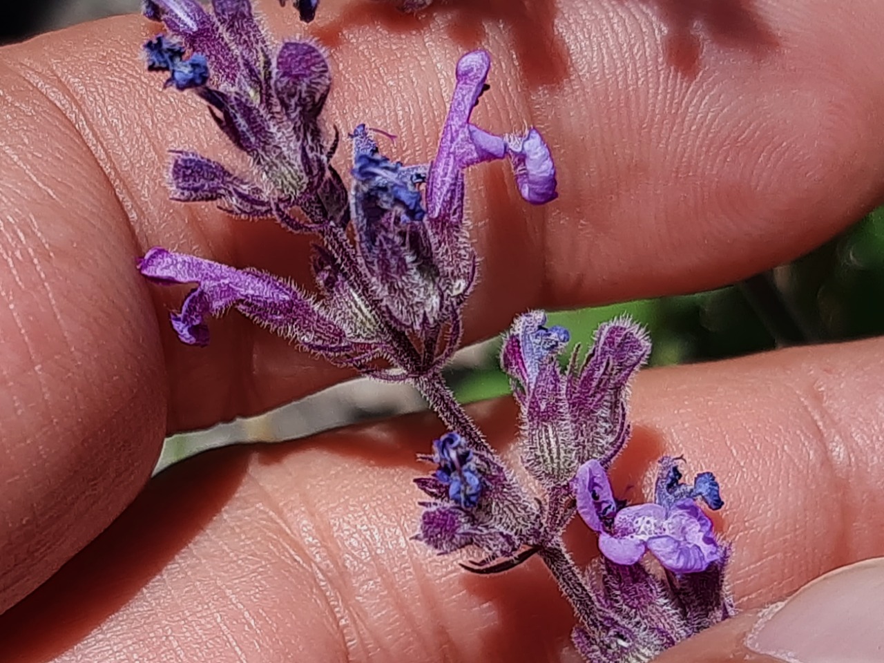 Nepeta racemosa