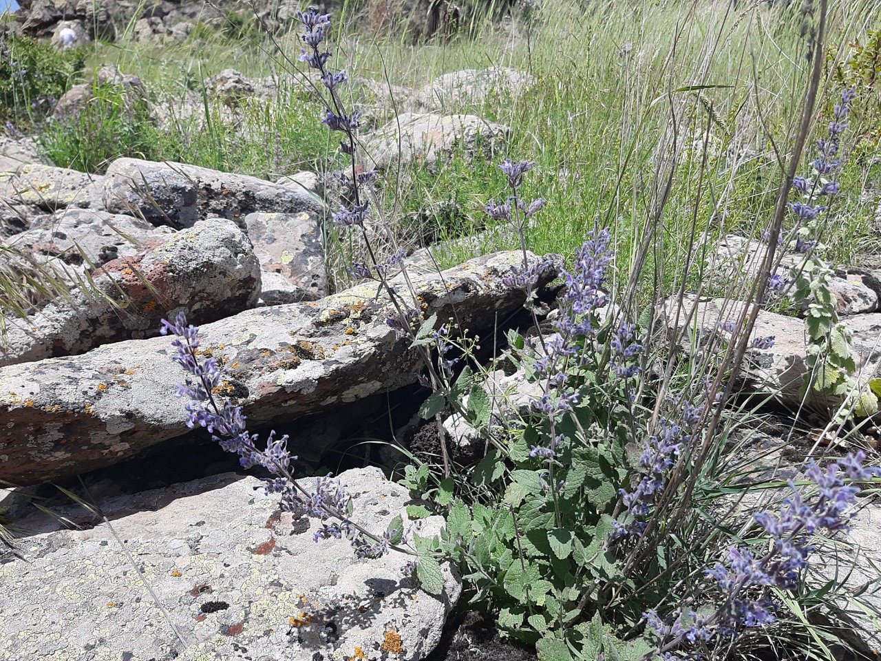 Nepeta racemosa