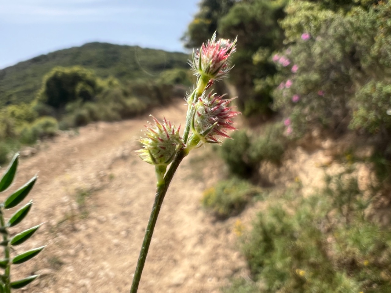 Onobrychis caput-galli