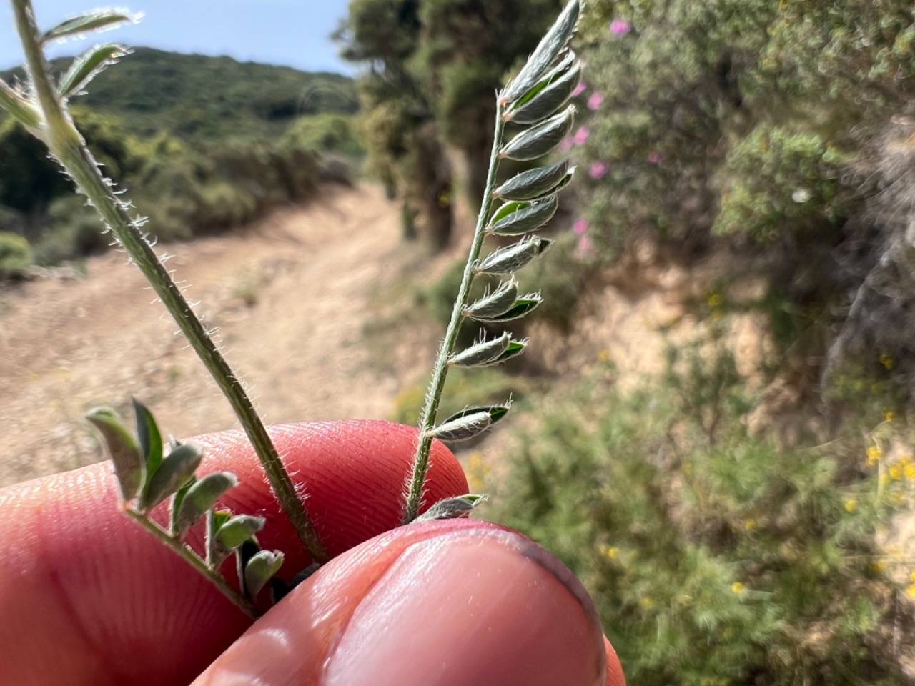 Onobrychis caput-galli