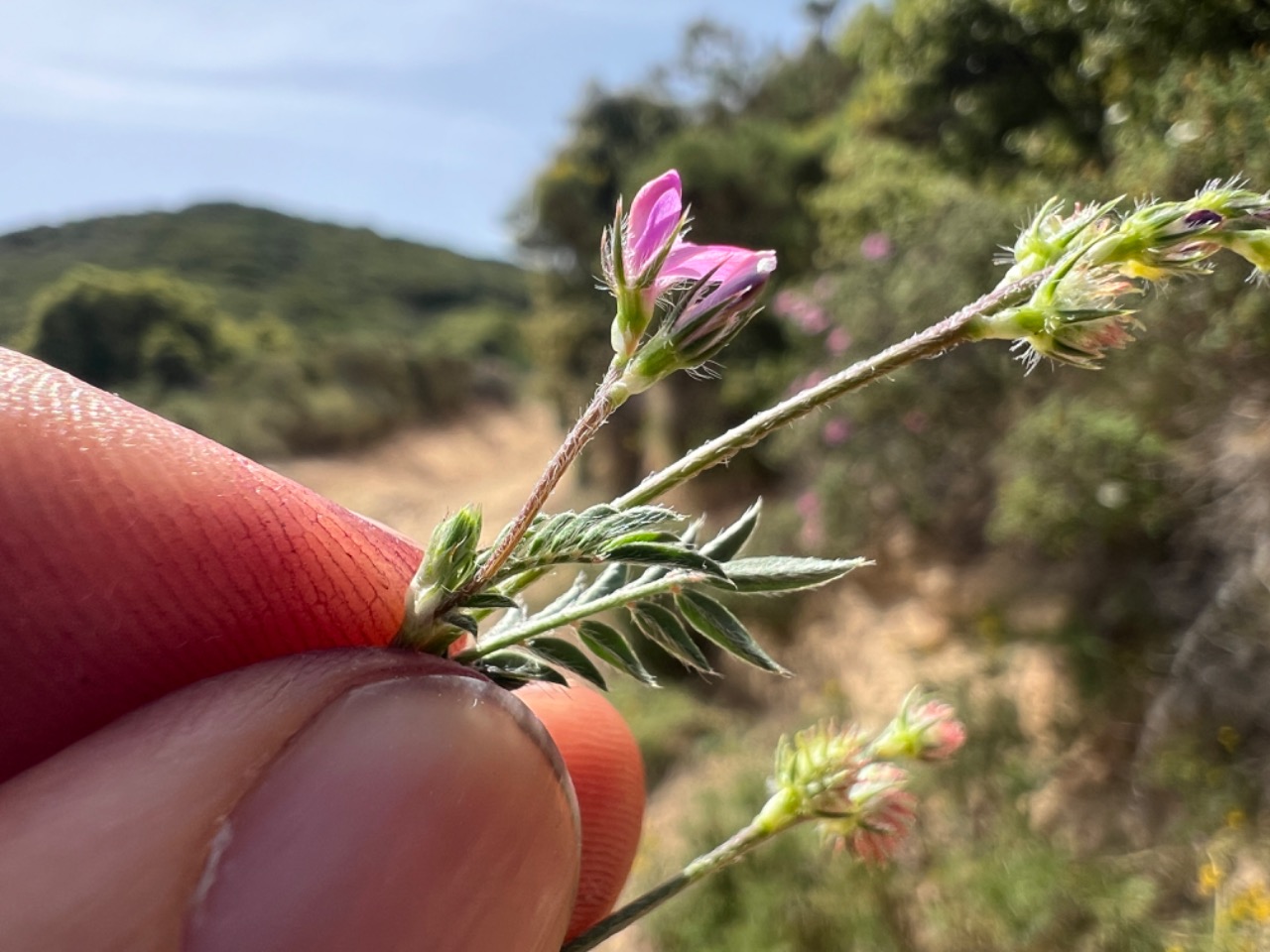 Onobrychis caput-galli