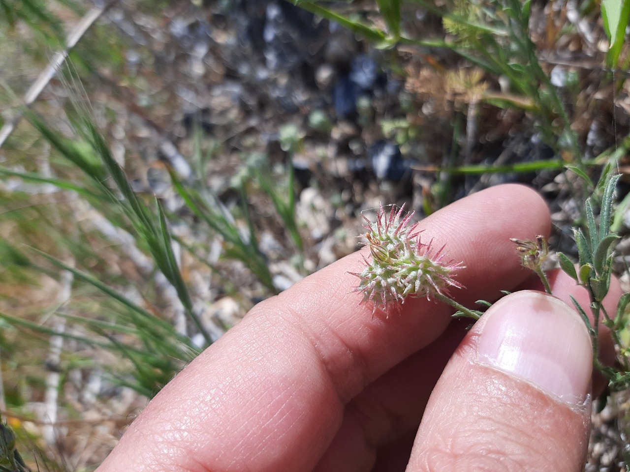 Onobrychis caput-galli