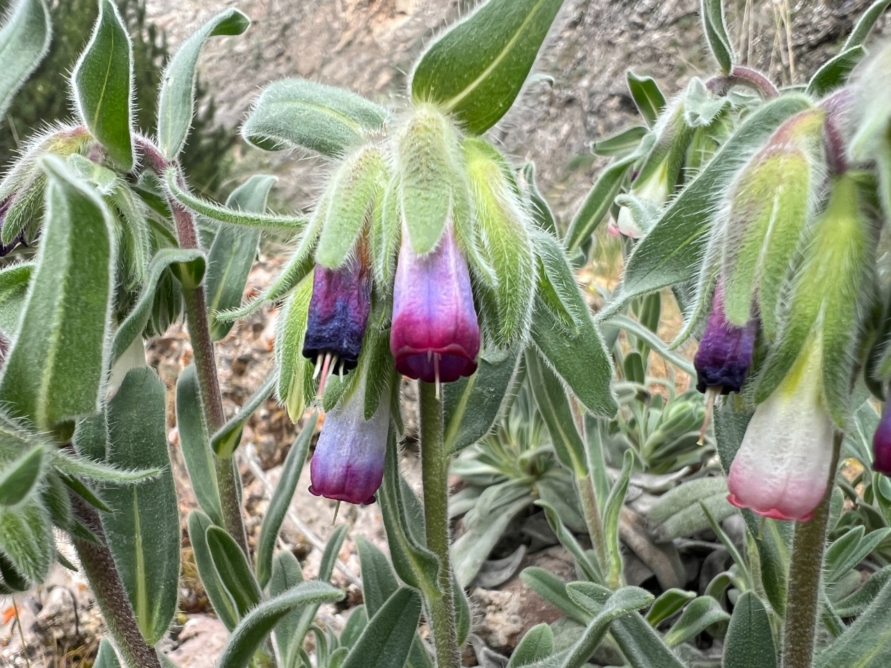 Onosma alborosea