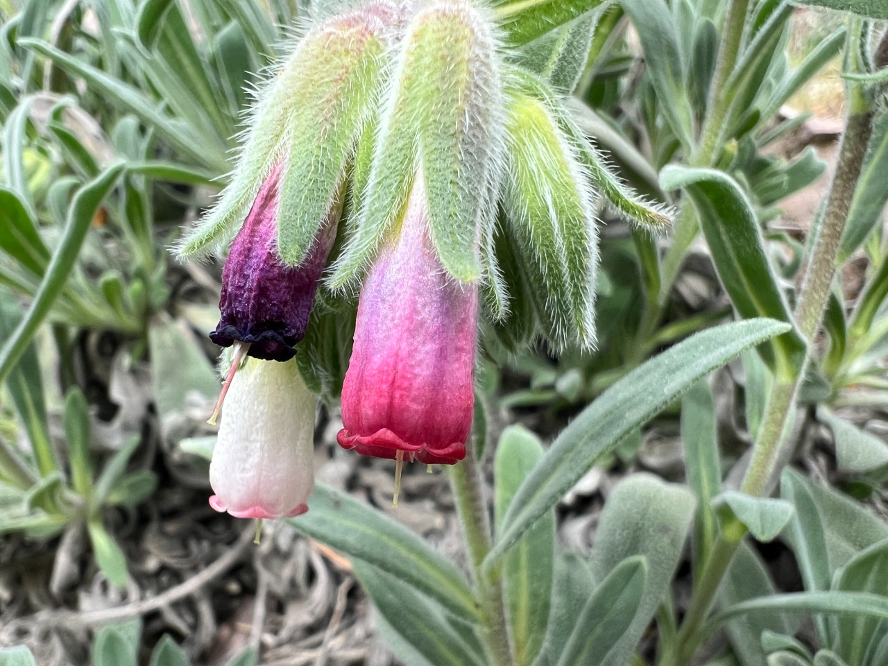 Onosma alborosea