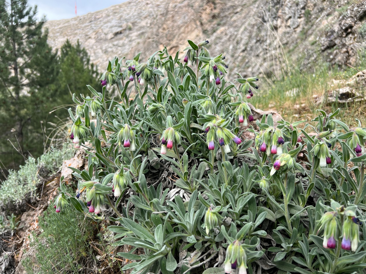 Onosma alborosea