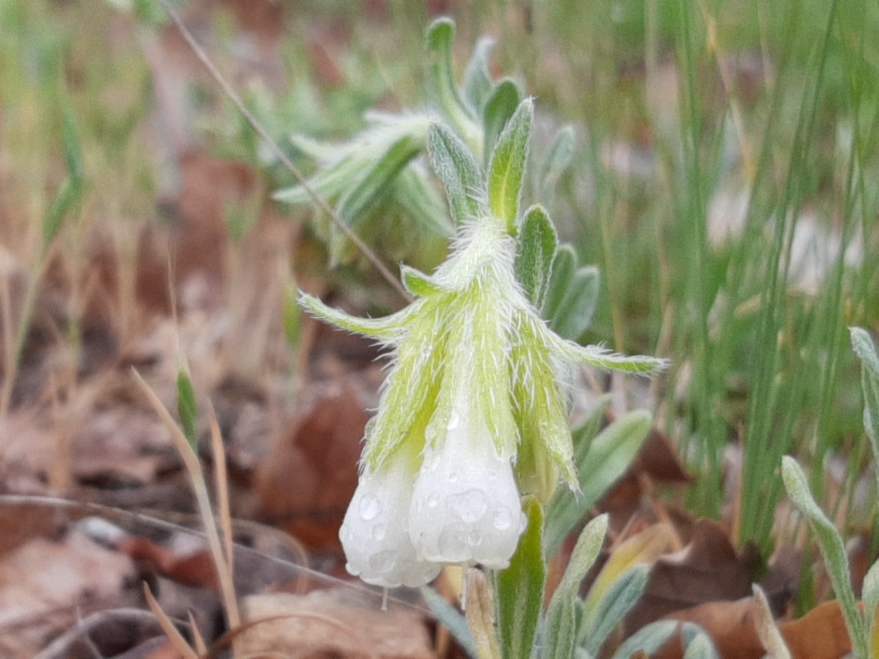 Onosma taurica