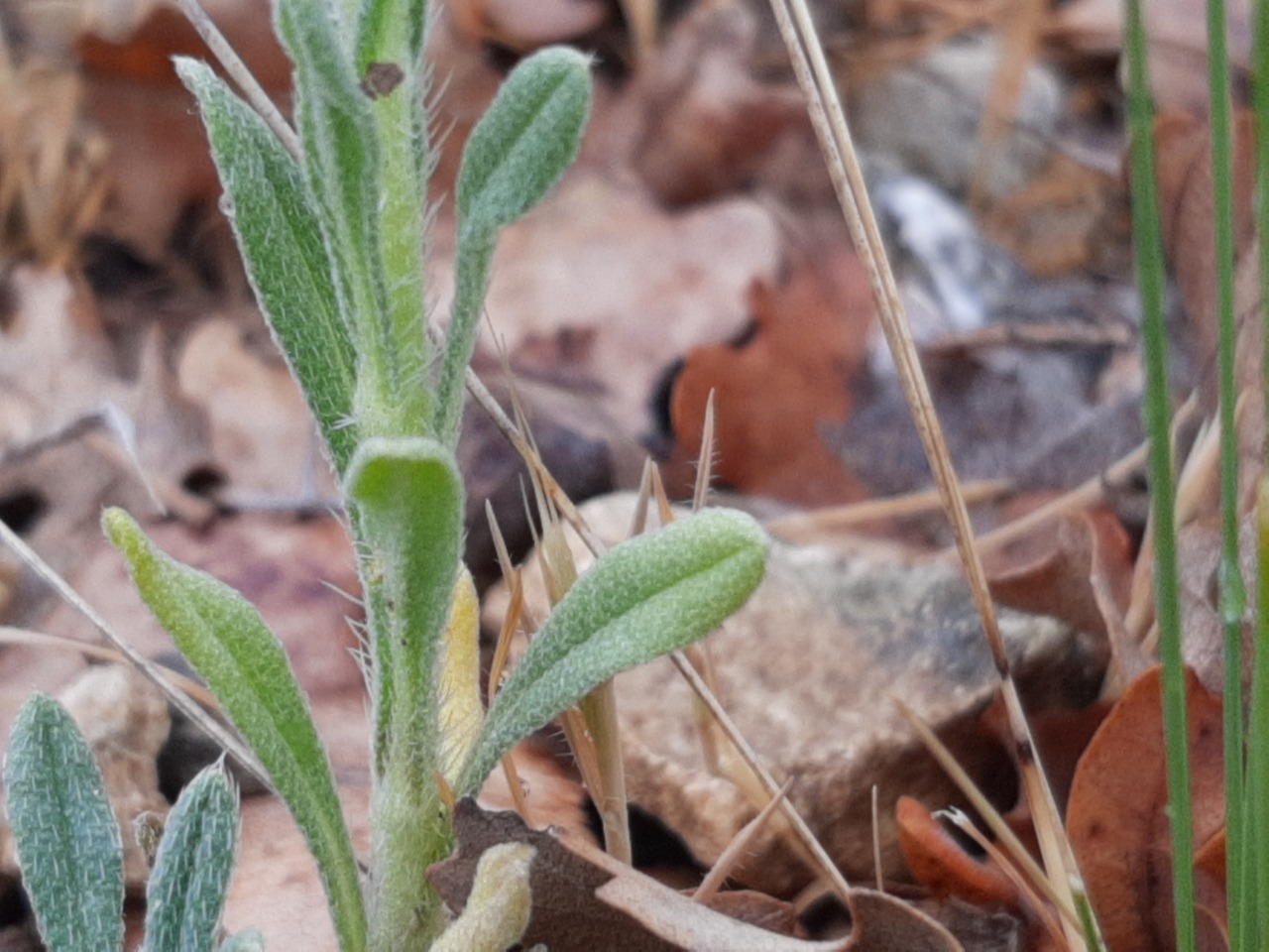Onosma taurica