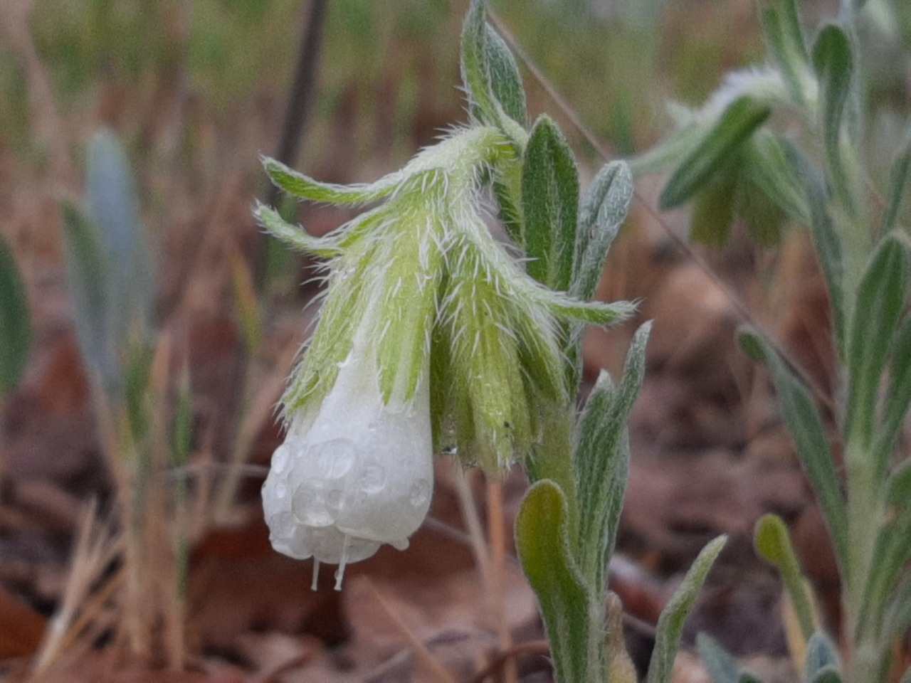Onosma taurica