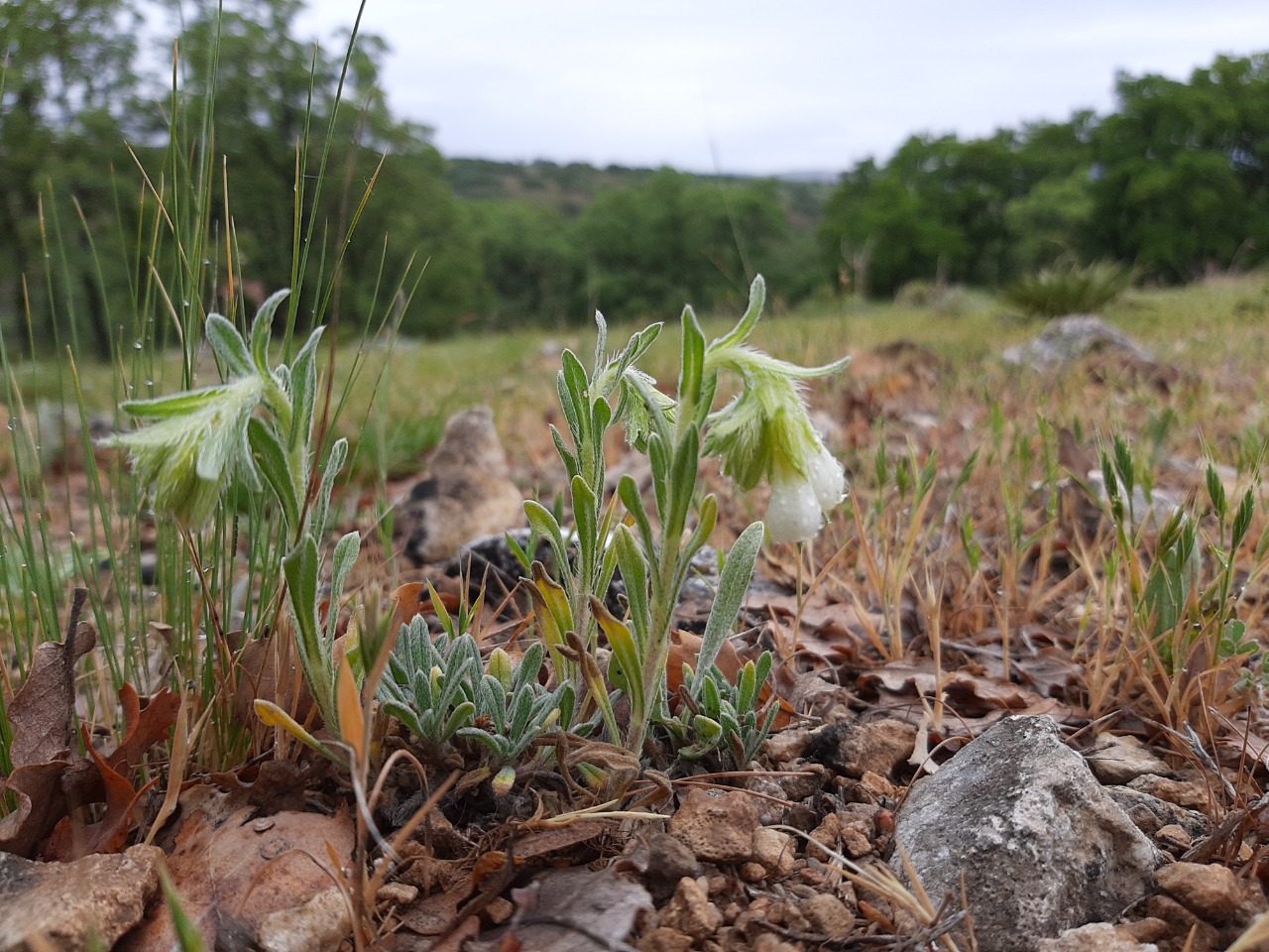 Onosma taurica